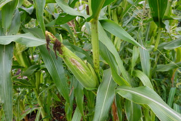 harvest corn in the backyard garden. Ripe corn in a wooden box on the background of green leaves. Corn on the cob