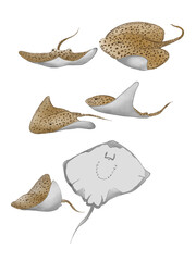 Illustration Cute Stingray - Ray set Vector graphics  