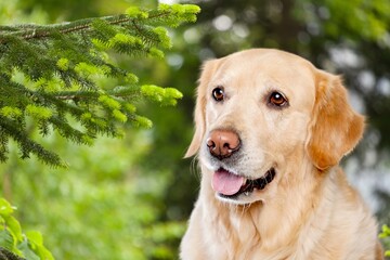 Portrait of cute domestic dog in nature background