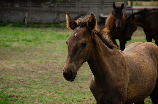 wheat girl sunflower ukraine nature horses stable field beautiful sunset world greenery summer autumn harvest blonde ukrainian girls sky sea beautiful world love - Powered by Adobe