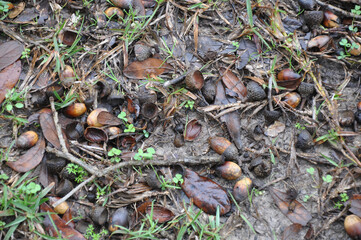 Fall forest floor with leaves and mushrooms.