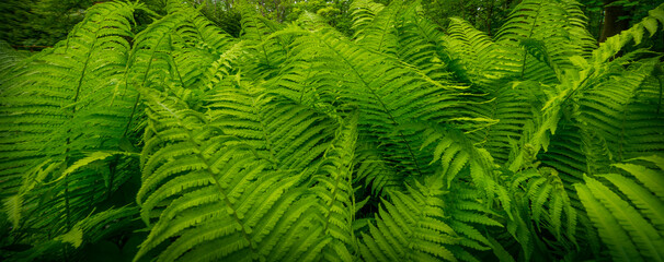 old forest with big old trees and green fern