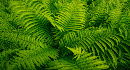 Naklejka na ściany i meble green fern leaves in the forest