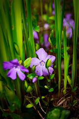 flower in the garden, fioletowy