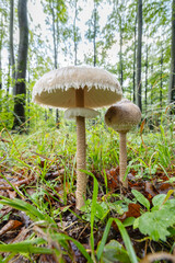 High Bedle (Macrolepiota procera) in the autumn forest, White Carpathians, Southern Moravia, Czech Republic
