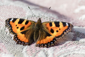 A diurnal butterfly urticaria sits on a soft piece of cloth.