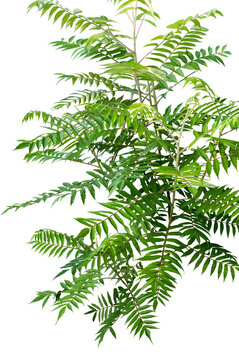 Vinegar sumac Transparent background