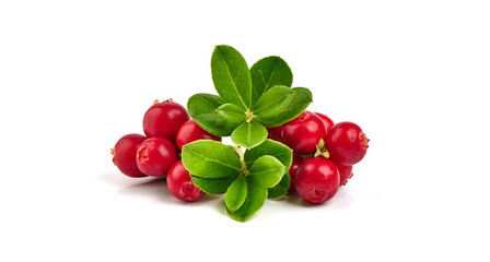 Fresh wild lingonberry berries with leaves, isolated on white background.