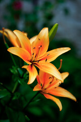 Close up picture of orange lily.