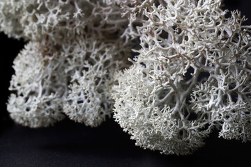 Arctic northern white moss on a black background. Modern trendy interior element. Eco-friendly...