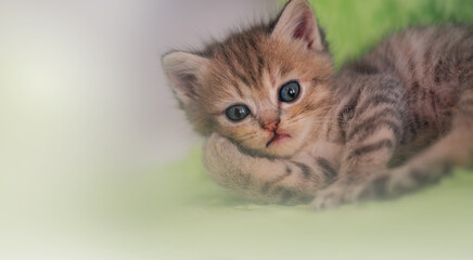 Soft focus lovely blue eyes Kitten Scottish Fold Cat breed straight, lop-eared fluffy animal...