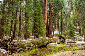 Trunk of Sequoia Tree Surrounded by Green Ferns. Sequoia national Park with old huge Sequoia trees like redwoods in beautiful landscape. Old redwood in Sequoia National Park