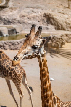 Close up portrait of a giraffe (Giraffa camelopardalis) on a sunny summer day. Fuerteventura, Canary Islands, Spain