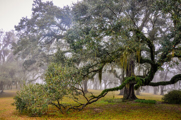 Live oak tree with moss and pond in background.