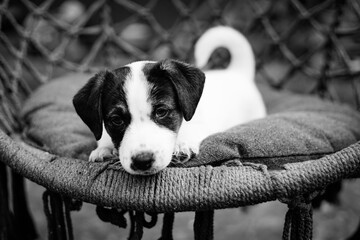 black and white, szczeniak rasy Jack Rusell Terrier © Karol