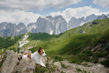 Travel with dog in alpine meadows, mountains. Jack Russell Terrier on a stone. hiking in nature