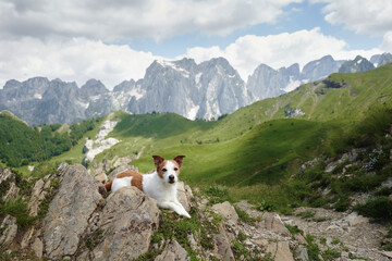 Travel with dog in alpine meadows, mountains. Jack Russell Terrier on a stone. hiking in nature
