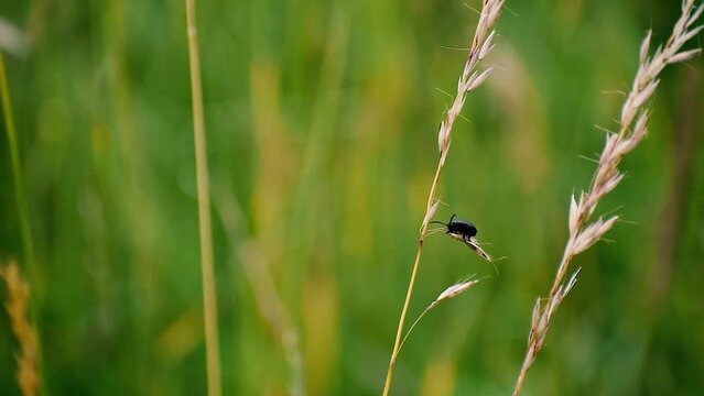 a small black beetle on the grass