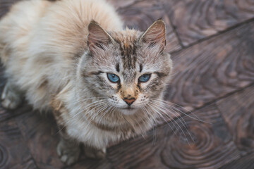 Obraz premium the cat sits on the floor and looks up