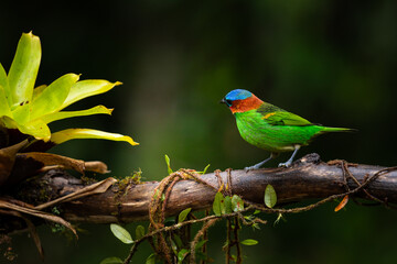 Colorful small bird. Red-necked Tanager (Tangara cyanocephala) 