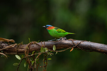 Colorful small bird. Red-necked Tanager (Tangara cyanocephala) 