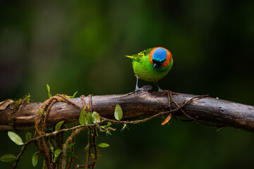 Colorful small bird. Red-necked Tanager (Tangara cyanocephala) 