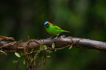 Colorful small bird. Red-necked Tanager (Tangara cyanocephala) 