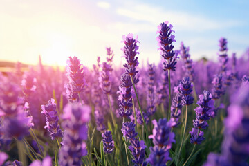 Beautiful lavender field at sunset.generative ai
 - obrazy, fototapety, plakaty