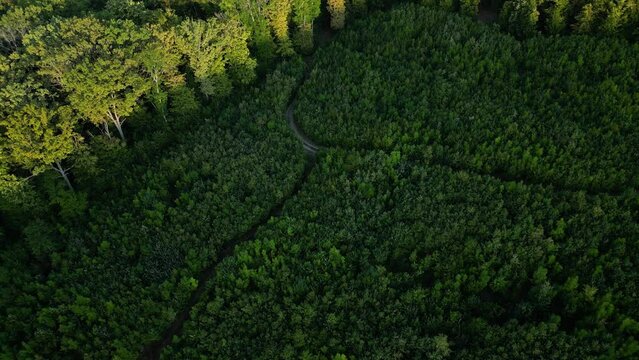 Above the Moldova forest, Codrii