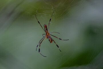 Golden orb spider in web.