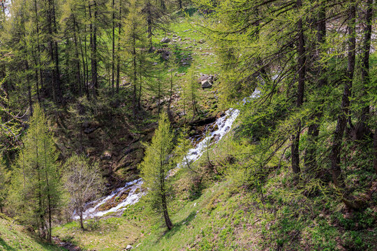 A scenics view of a mountain stream surrounded by pine trees