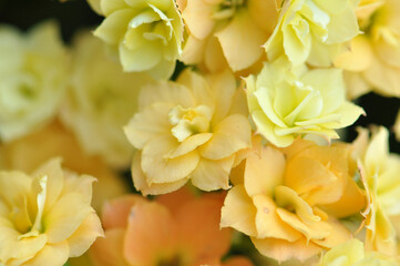 Obraz na płótnie Canvas flor desabrochado amarela 