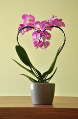 orquidea desabrochado rosa  em formato de coração