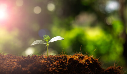 Earth day concept. Renewable energy for future. Sustainable resources. Plant management or environment symbol. Clean energy growing up.