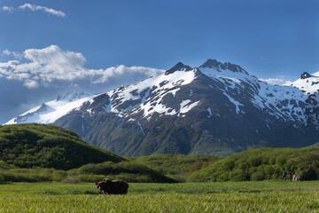 A Coastal Brown Bear (grizzly) in a meadow in Katmai National Park, Alaska.