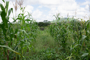 Vibrant cornfield landscape with lush green plants standing in neat rows against a serene countryside backdrop.