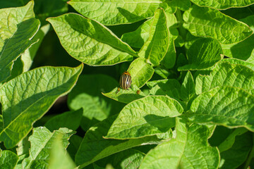 A Colorado potato beetle sits on a green potato leaf in close-up. Leptinotarsa decemlineata. The...