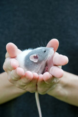 Portrait of small dumbo rat safely sitting in human palms
