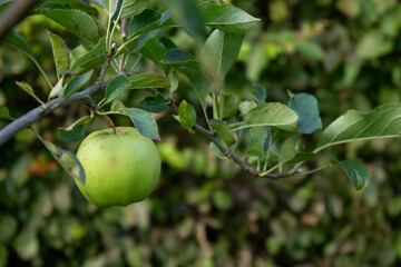 Close up of an green apple on a branch apple tree, blurred background