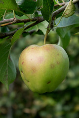 Close up of an green apple on a branch apple tree, blurred background
