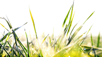 Green grass with dew drops on a nature meadow  - environmental landscape.