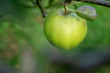 Close up of an green apple on a branch apple tree, blurred background
