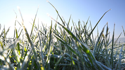 Fresh grass with dew drops in winter agriculture landscape. 