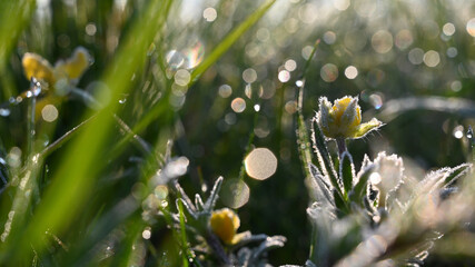 Environmental landscape - dew on a flower and grass in the morning sunshine. 