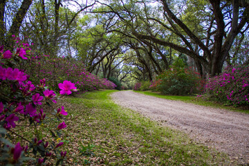 Flowering pink azalea lined drive or path.