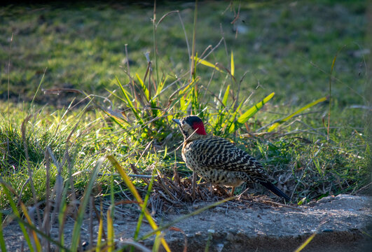 P&aacute;jaro carpintero sobre el c&eacute;sped