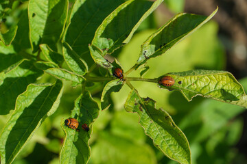A Colorado potato beetle sits on a green potato leaf in close-up. Leptinotarsa decemlineata. The invasion of pests threatens the destruction of the potato plantation. Bankruptcy in the farming sector