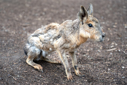 Close up photo of the Patagonian mara (Dolichotis patagonum). K&ouml;then, Germany. 