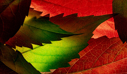 red and yellow autumnal leaves close up