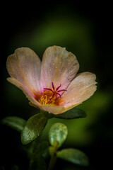 Fototapeta na wymiar Macro of a beautiful flower bloom.